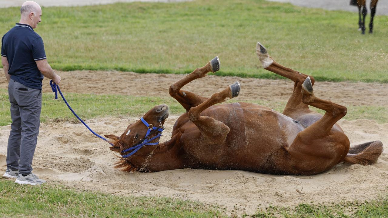 The Willie Mullins-trained Vauban enjoys a roll after this morning’s work as he settled into Werribee ahead of his Melbourne Cup tilt. Picture: Michael Klein