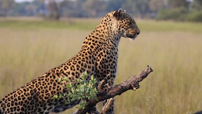 A female leopard stalks antelope in Botswana's Okavango Delta. Picture: AAP Image/Christine Flatley.