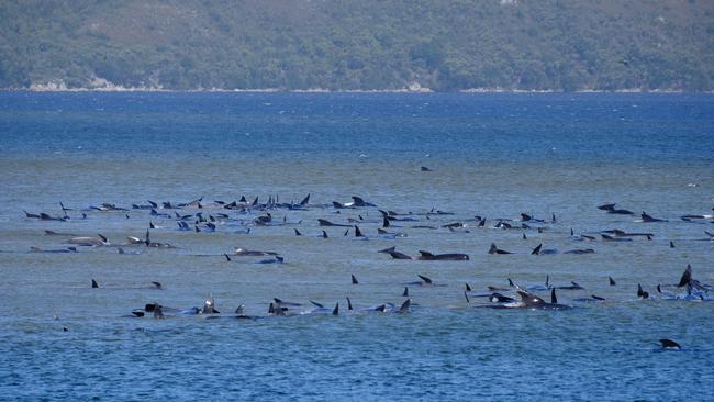 Hundreds of pilot whales stranded on a sandbank at Macquarie Heads, near Strahan in Tasmania's north west. Photo: Ryan Bloomfield