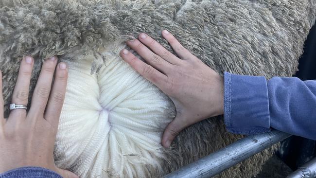 Wool quality remains important in the Luhrs family's quest to produce a modern Merino.