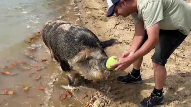 Tetley the pig enjoying a treat