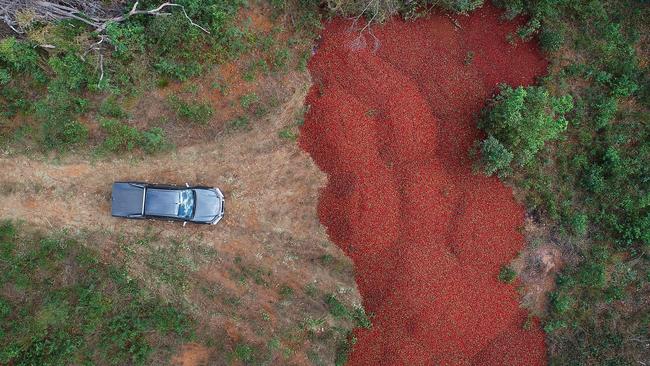 A sea of red at Donnybrook Berries, where fruit is being dumped by the truckload.