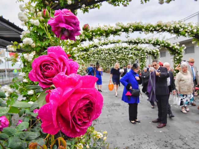 The roses are in full bloom for the Cup. Picture: Jason Edwards