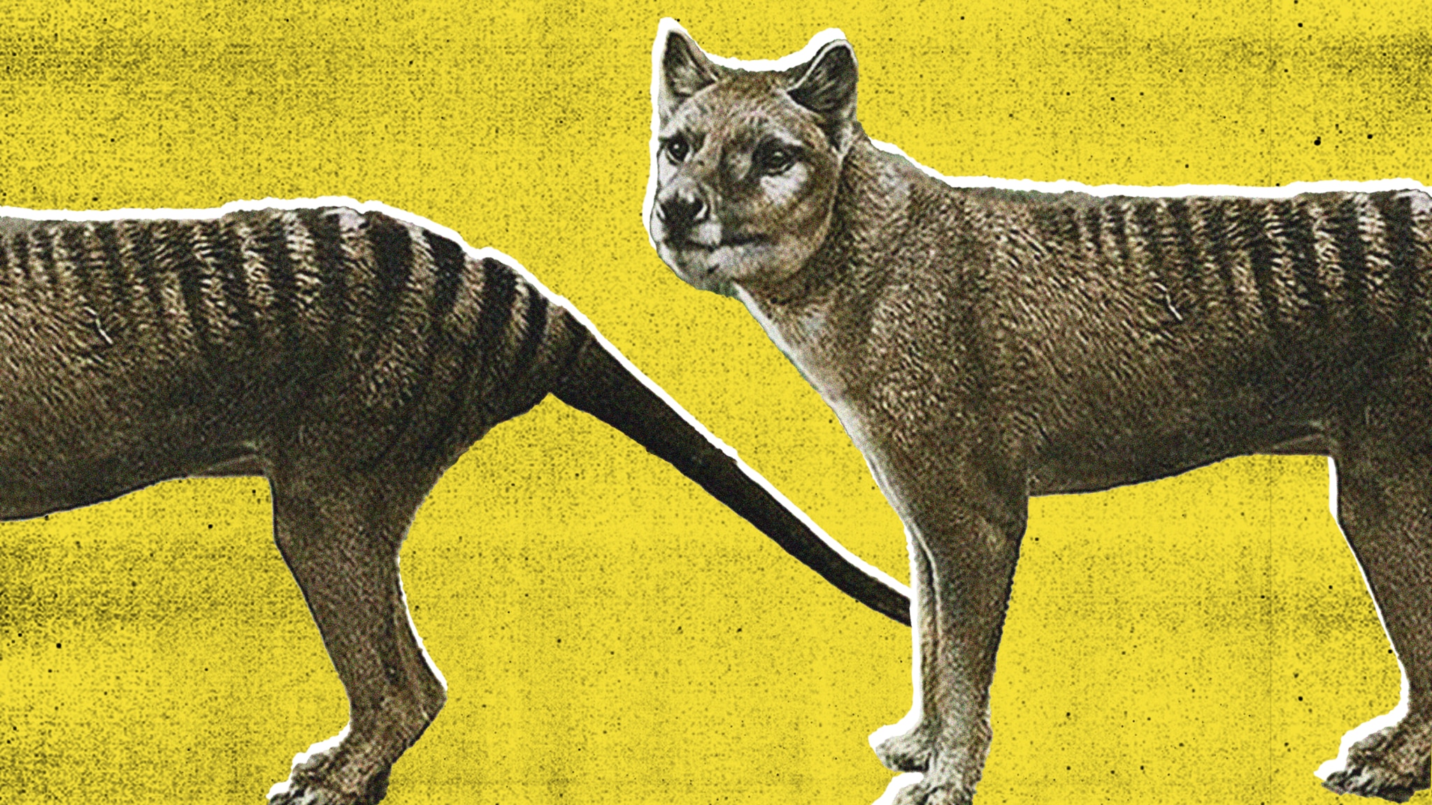 Mystery of the last missing Tasmanian Tiger: solved