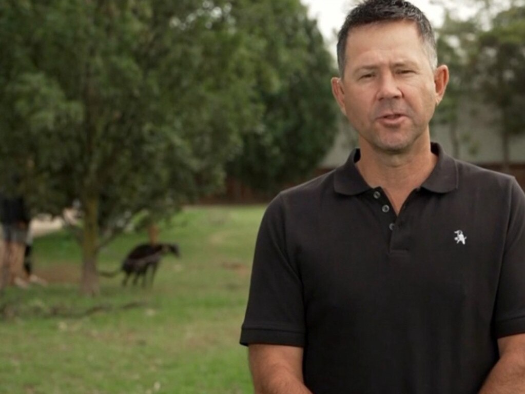 A dog takes a nature break in the background during a Channel 7 cross by former Australian captain Ricky Ponting.