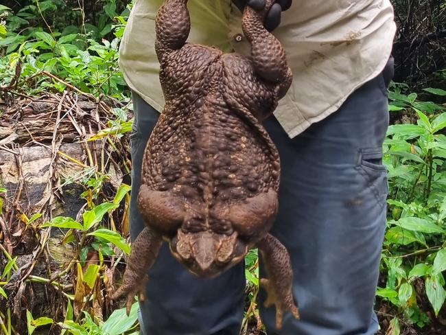 "Toadzilla" found in a north Queensland national park. Photo: Supplied Department of Environment and Science