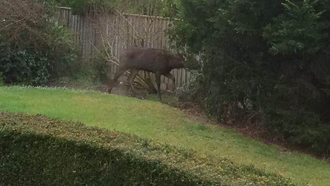 Rod May of Ringwood took this picture of the deer that ran amok at Mullum Primary School.