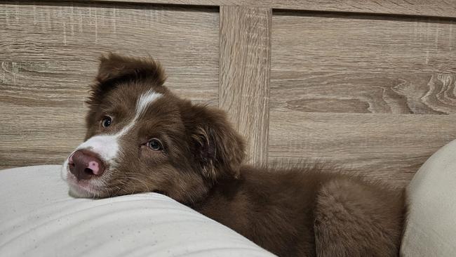 Amilia: Luke Wyatt and Taylor-Jayne Gielisse's 4 month old Pure-bred Border Collie