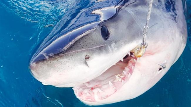 A different great white shark caught on a drunline at One Mile Beach, Forster. Picture: Supplied