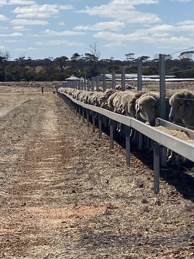 Moojepin Merinos WA puts condition on ewes in a containment area to manage the breeders prior to lambing, with special rations for twin and single-lambing ewes.