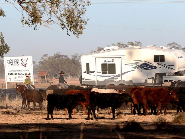 Drover Bek Hourigan and daughters Tori and Sienna push the mob out of the reserve to graze on the stock route. Picture: Peter Lorimer