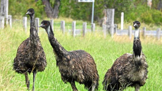 Coastal emus at Brooms Head. Picture: Stephen Otton