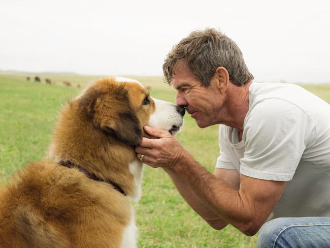 Adult Ethan (Dennis Quaid) in a scene from A DOG'S PURPOSE, directed by Lasse HallstrÃ¶m, in cinemas May 4. An Entertainment One Films release.