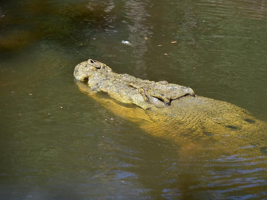 Billabong Sanctuary's new croc Krakatoa arrives to his new home. Picture: Shae Beplate.