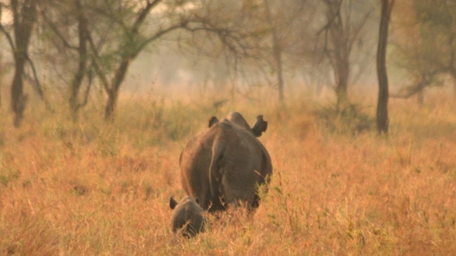 Lindiwe and her calf in the western Serengeti of Tanzania.