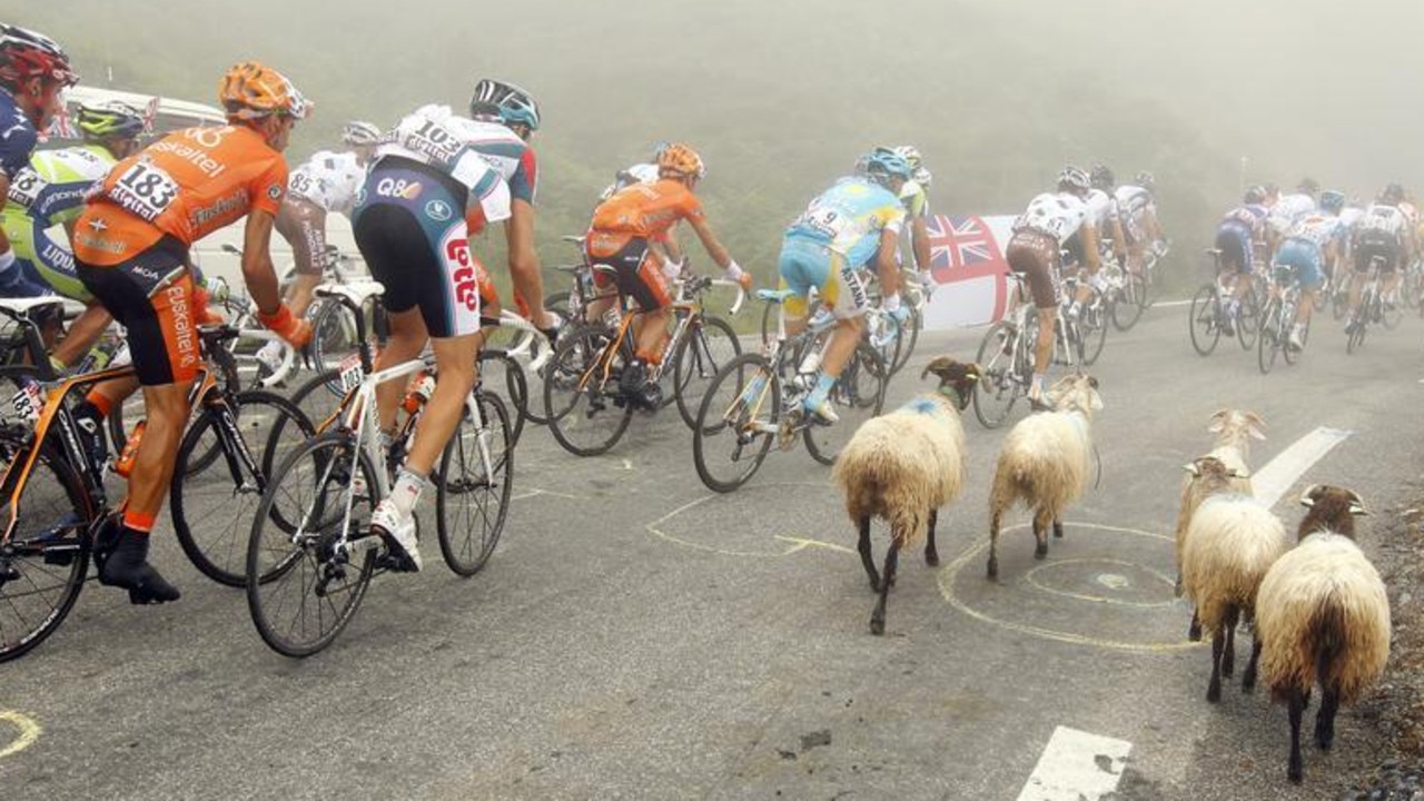 The pack of riders cycles past sheep during the 17th stage of the Tour de France from Pau to Tourmalet Pass, July 2010. Picture: Reuters