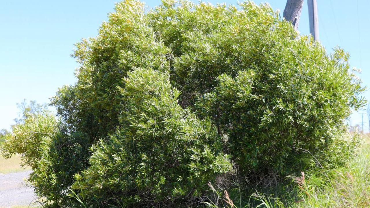 KEEP AN EYE OUT: The Department of Agriculture and Fisheries is warning Darling Downs residents about African olive (Olea europaea subsp. Cuspidate), an evergreen tree that can invade bushland and harbour pests and diseases of commercial olives. It has been found in the Toowoomba area, with the potential to become widespread. Picture: Contributed