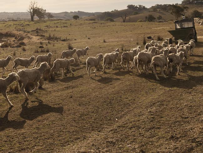 Bec and Stephen Murray, 4th generation farmers in the Yass Valley New South Wales pose for photographs whilst hand-feeding their sheep on their farm