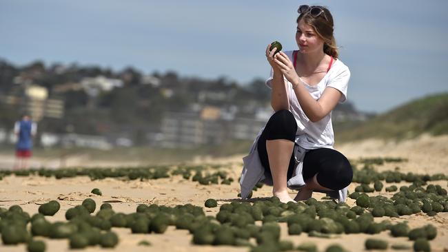 Roxy Rogan of Allambie checking out the balls. Hundreds of weird green balls have washed up at Long Reef beach. They are most probably sea grass fibres that have been rolled into perfect spheres by the waves.