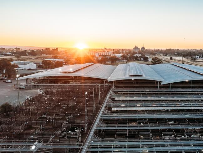 Dalby Saleyards 14/1/25