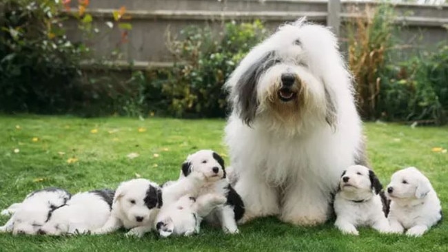 The Dulux dog, Olivia, with her newborn litter. Picture: Austen Killingbeck-Jones/PinPep