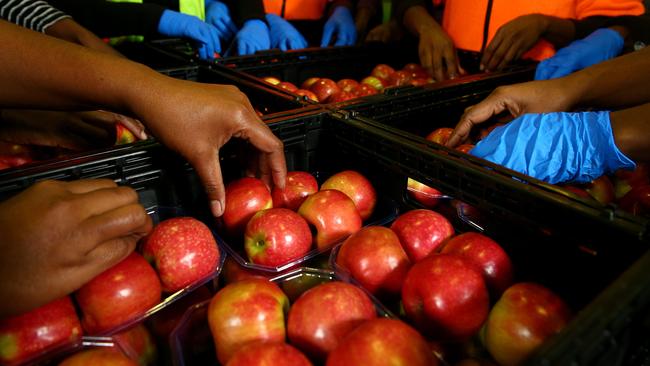 Labour-hire providers will have six months to obtain a licence which aims to protect fruit pickers and meat workers from exploitation. Picture: Adam Head