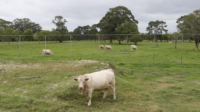 It looks like the cows in the famous Merrimac Cow paddock might be on the moooove soon. Plans have been given to the council for a city-like development with high-rises. Picture Glenn Hampson