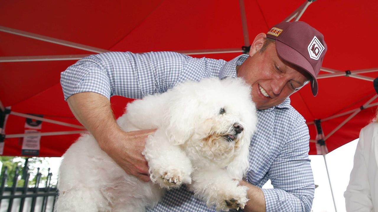 Queensland Premier Steven Miles with Noodles the dog at the Inala State School during the elections. Picture: NCA NewsWire/Tertius Pickard