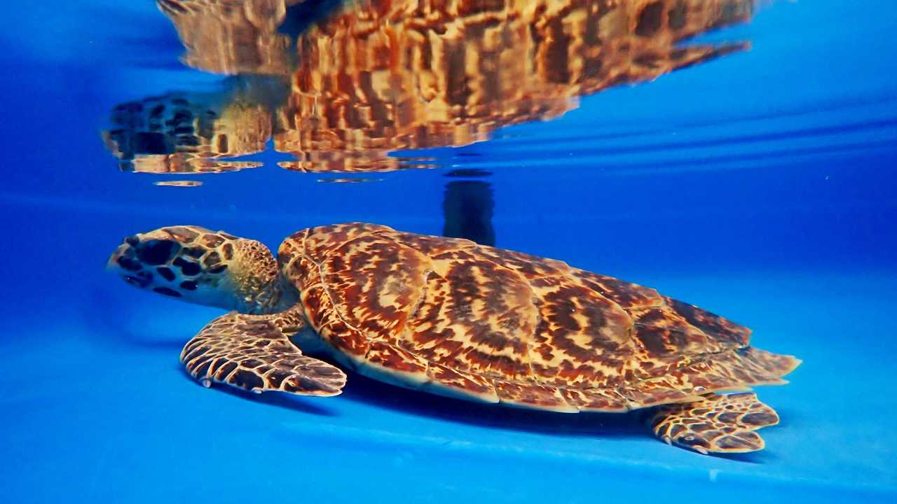 Sick turtle delivered in style to turtle hospital | The Courier Mail