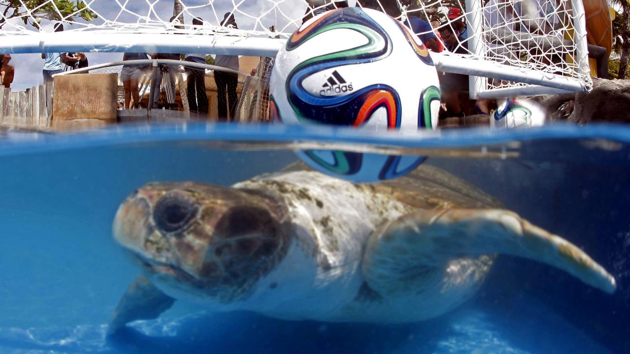 A turtle named "Cabecao," or Big Head, swims in a pool in Praia do Forte, Brazil, Tuesday, June 10, 2014. The turtle, Brazil's answer to German octopus Paul who started the psychic animal craze during the 2010 World Cup, predicted Tuesday that the host nation will beat Croatia in the opening game of the World Cup on Thursday. (AP Photo/Lucio Tavora, Agencia A Tarde)