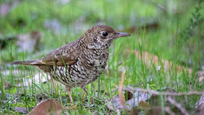 A bassian thrush. Picture: Brad Leue