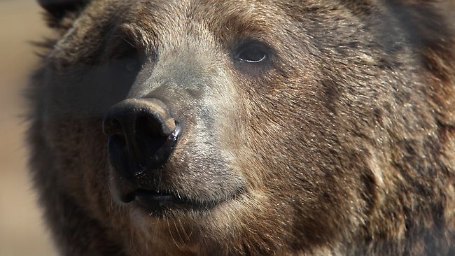 Woman dragged out of home by bears