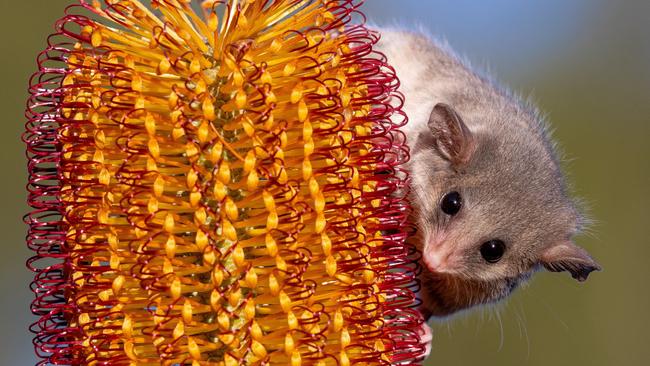 Hello cutie: A rare Mountain Pygmy-Possum rescued after wild storms hit the Dandenong ranges in Victoria. Picture: Jason Edwards