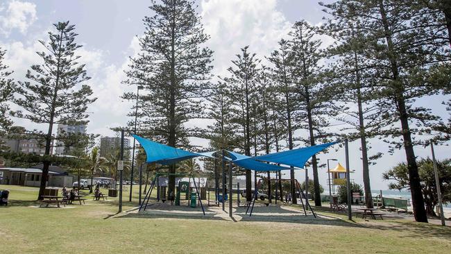 Pine trees at Burleigh Heads’ Justins Park. Picture: Jerad Williams