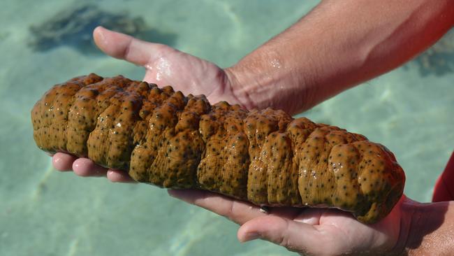 Also known as ‘sea cucumber’, trepang has been historically traded between Australia’s north coast and Indonesia for centuries. It is considered a delicacy in some East Asian cuisines. Photo: Ebony Battersby