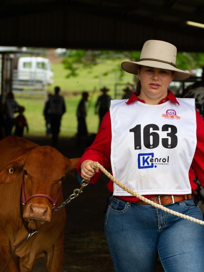 Ella Grabbe prepares her cow for a showing lesson.