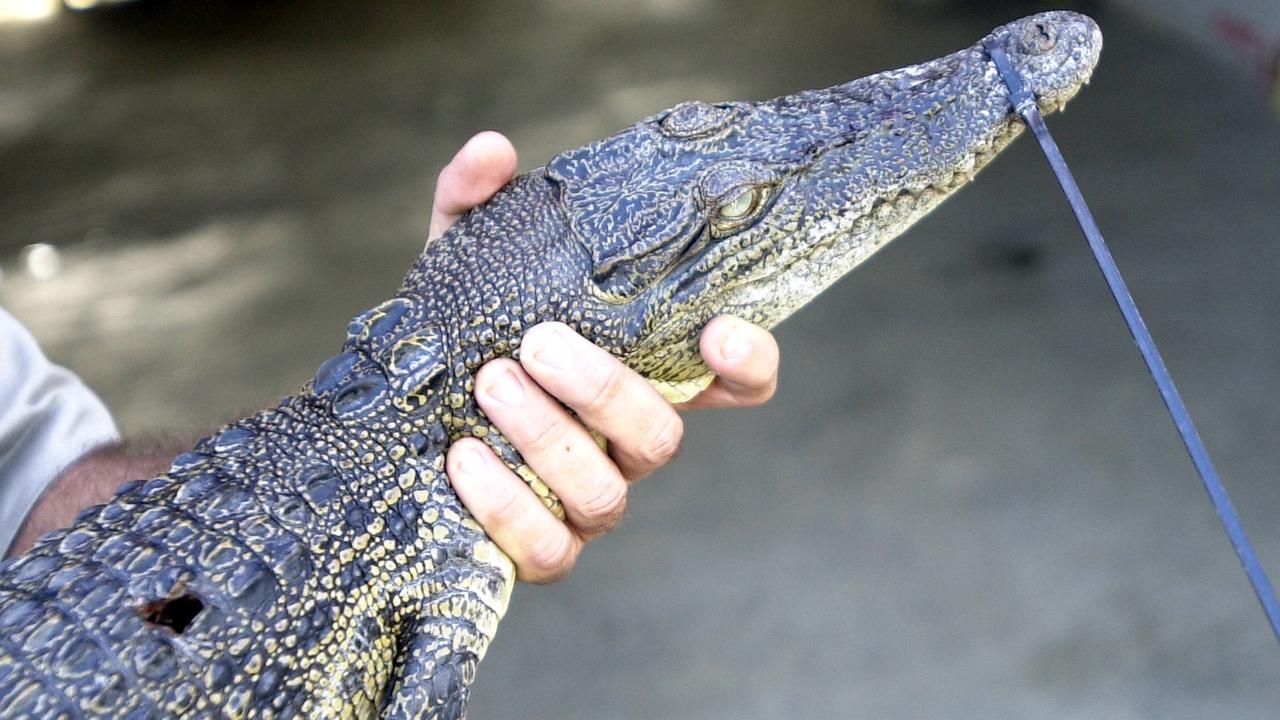 New warning about crocodiles in Barron River near Kuranda