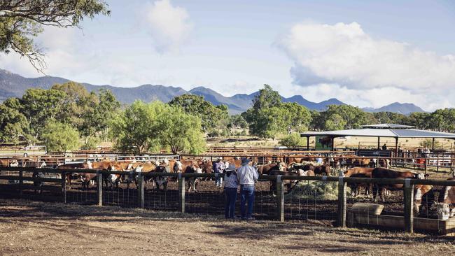 A large selection of quality whiteface cattle go under the hammer at the Yarram Park sale. Picture: Nicole Cleary