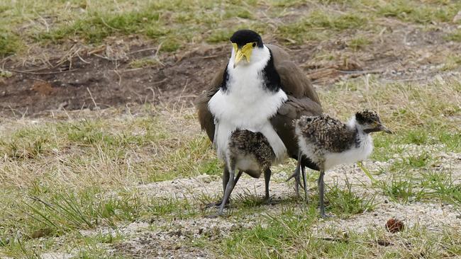 A masked lapwing (plover) and chicks. Picture: Eric Woehler/BirdLife Tasmania