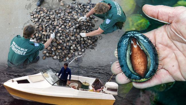 Fishing industry insiders say that while the abalone is left unprotected poachers are escaping virtually unpunished.