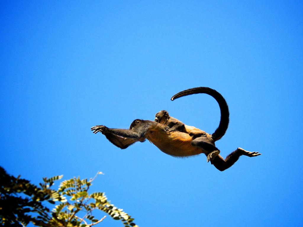 ‘I’m taking a ride’ by Trevor Cole/Photocrowd.com ... Location: Costa Rica.