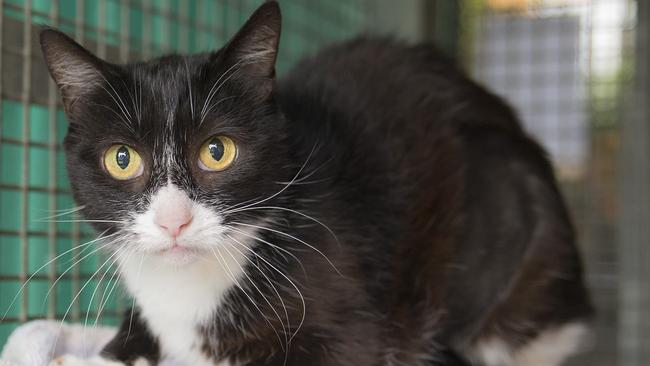 Checkers, 10, loves to curl up and watch the television. She’ll gladly share your bed at night.