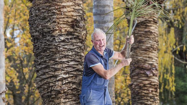 Arthur Kitchin says his palm tree paradise gets a lot of attention from the public. Picture: Rob Leeson