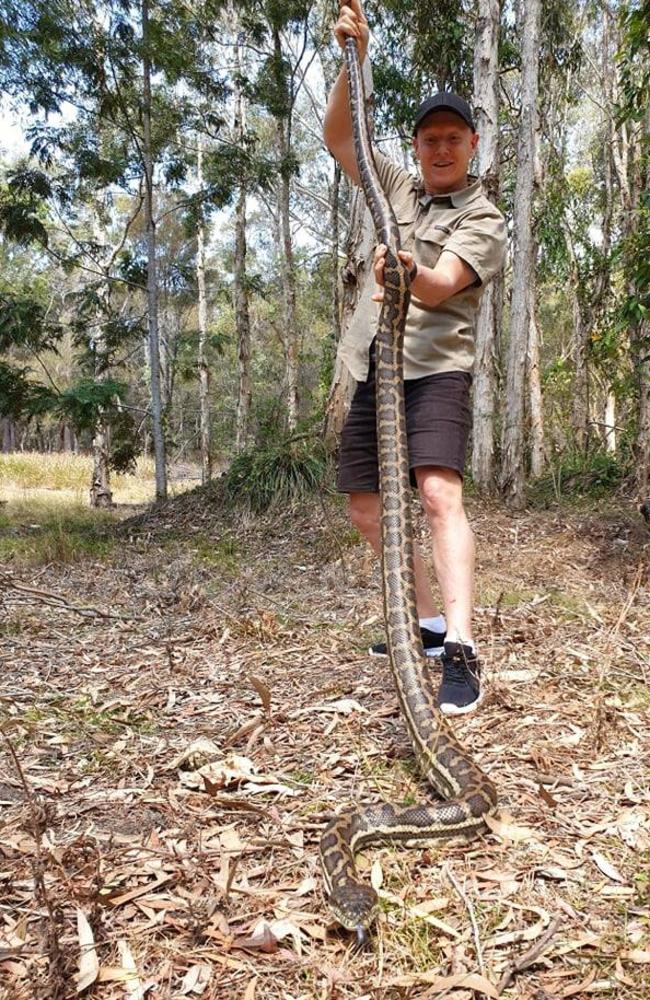 Redland's Snake Catcher Tony Morrison releases an 8-foot-plus carpet snake removed from a Cleveland residence. Picture: Redland's Snake Catcher