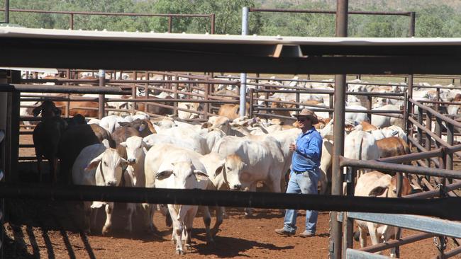 \Carlton Hill manager Andrew O’Kane counting cattle before loading. Picture: Charlie Peel