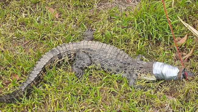 The 1.4m croc that was captured in Rapid Creek on Tuesday morning. Picture: NT Parks and Wildlife