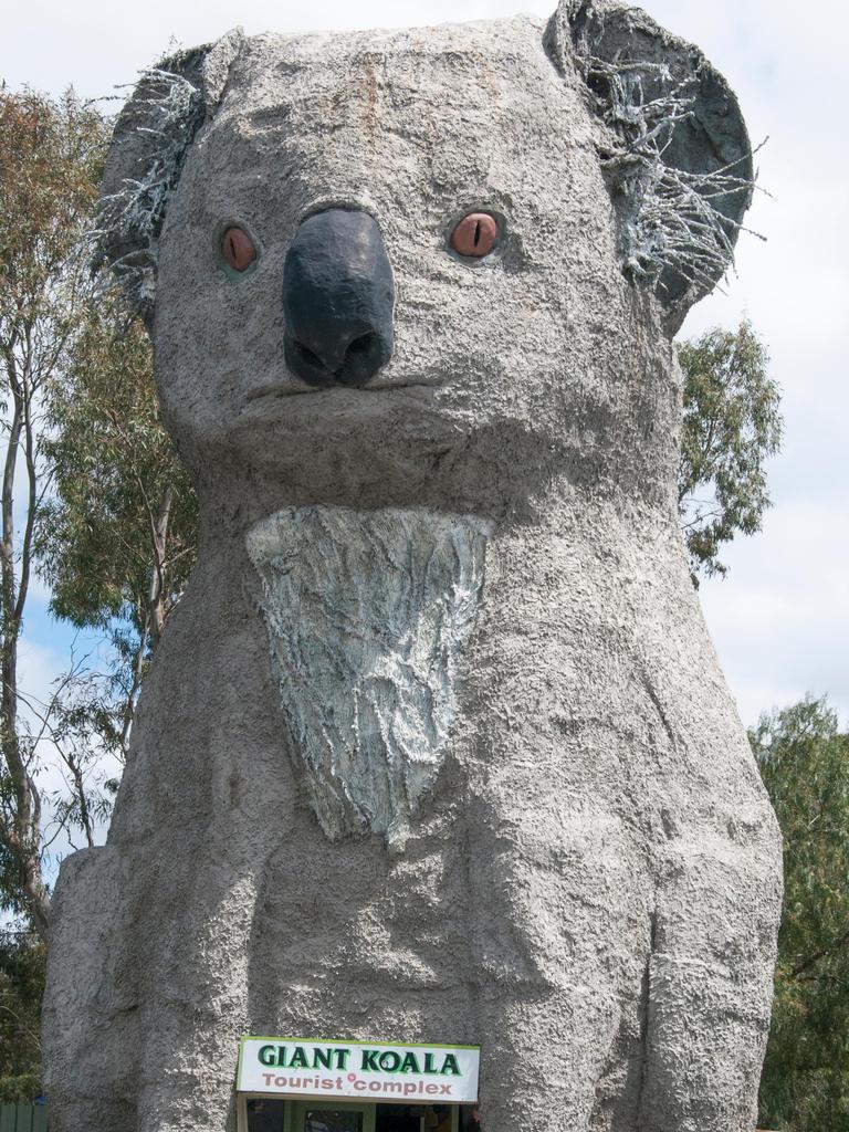 Giant Koala. Picture: Alamy