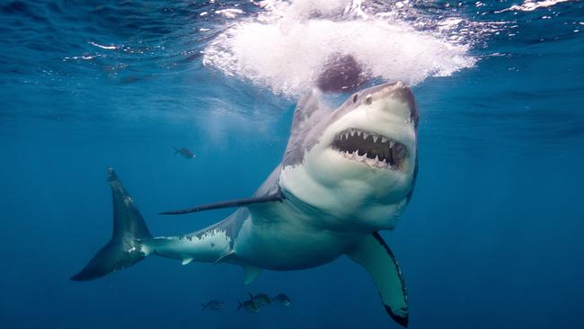 Great white sharks are so powerful, even their ‘test bites’ can seriously injure or kill.