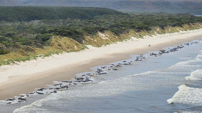 Aerial view of a mass whale stranding near Macquarie Heads on September 21, 2022 at Strahan, Australia. Hundreds of whales pilot have become stranded at Macquarie Harbour on Tasmania's West Coast in a mass stranding event. (Photo by NRE Tas via Getty Images)