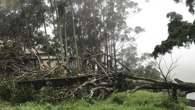 A tree which fell on a house in Federal, in northern NSW, killing a man during heavy storms which hit the Gold Coast and northern rivers region. Picture: Campbell Gellie